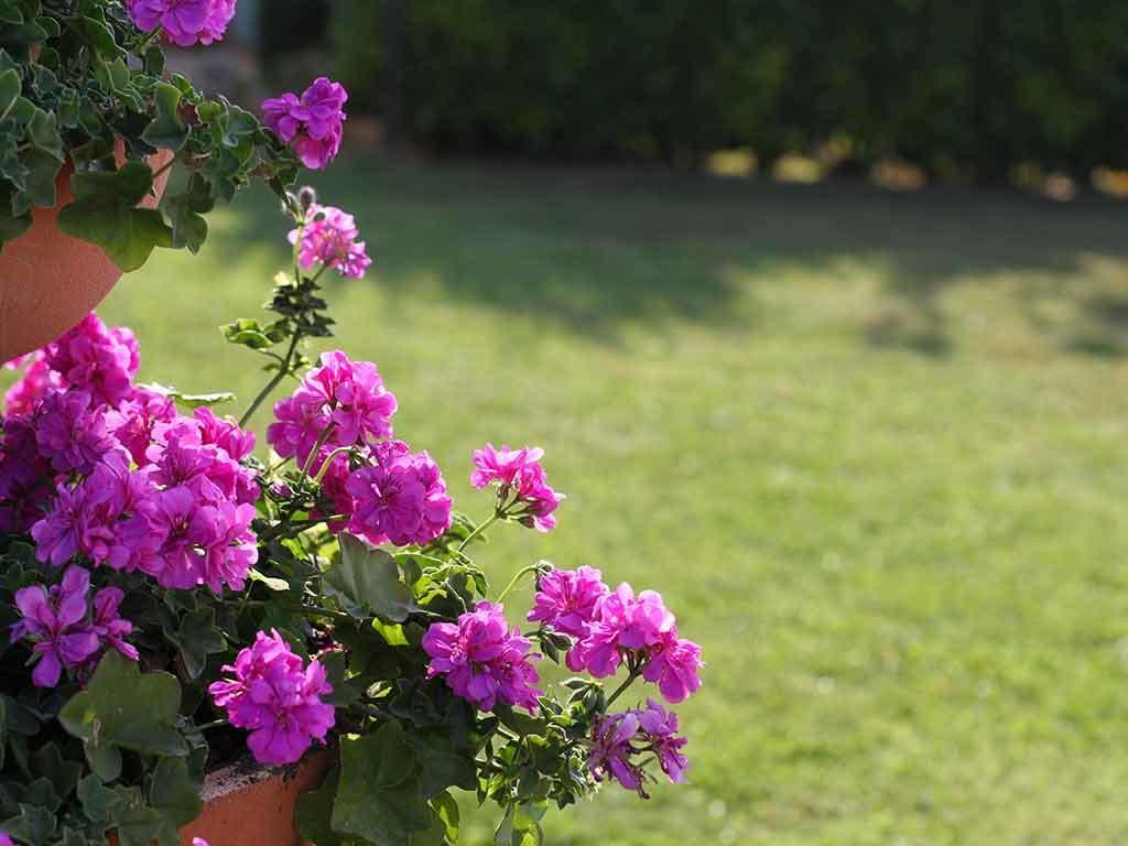 Da Rosa Bed And Breakfast Neviglie Екстериор снимка